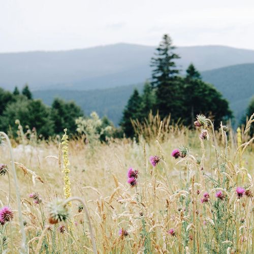 jeune-geneve-se-reposer-jeunant-guerir-microbiote-intermittent-nutrition-sonotherapie-diete-alimentation-jeuner-mediation-yoga-sejours-bains-sonores-spa-etude-chuv-randonnee